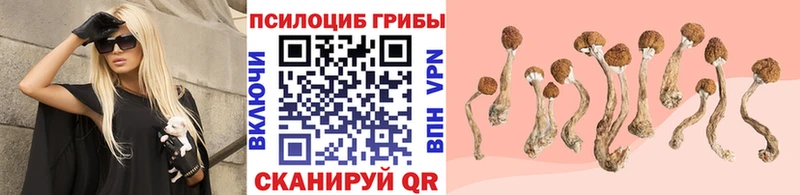 Купить  Воронеж  Галлюциногенные грибы Psilocybine cubensis 